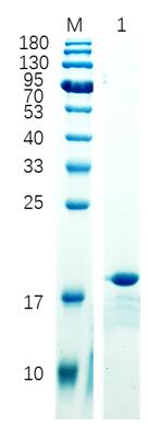 12% reducing SDS-PAGE analysis of purified D11 (approximately 2 mg protein loaded).